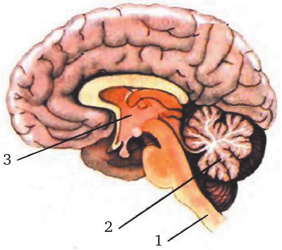 Мозг без подписей. Мозжечок ствол гипоталамус. Продолговатый мозг 2) мозжечок 3) средний. Мозжечок промежуточный мозг рисунок. Голова мозг мозжечок гипоталамус.
