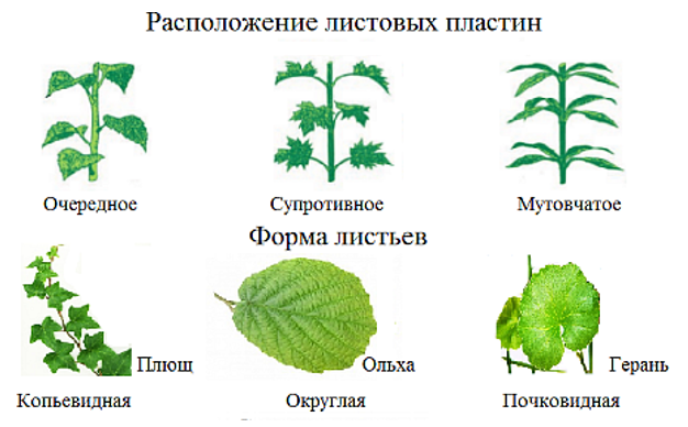 Расположение листьев. Типы расположения листьев. Типы расположения листьев на стебле. Очередное расположение листьев.