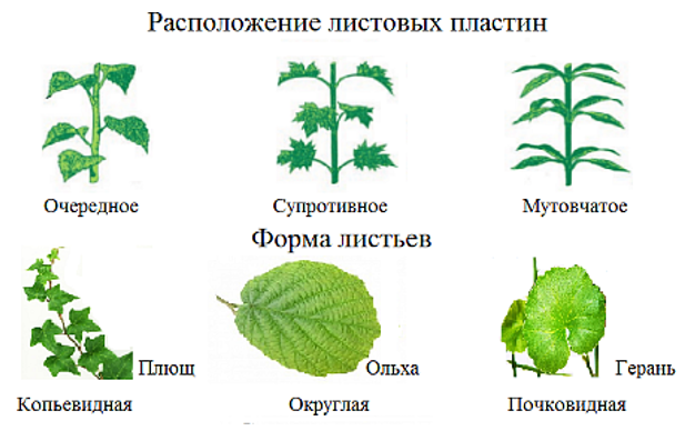 Тип расположения листьев. Супротивное расположение листьев. Расположение листа. Очередное расположение листьев подсолнуха. Вишня очередное расположение листьев.